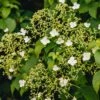 Hydrangea Petiolaris, 3L