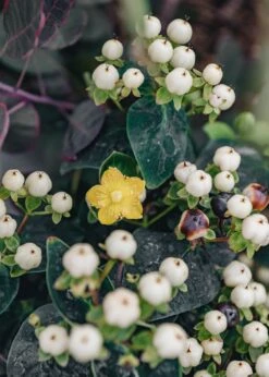 Hypericum Miracle Blizz 3L