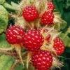 Rubus Phoenicolasius (Japanese Wineberry), 3L