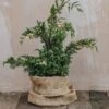 Juniperus Chinensis Kaizuka Variegata 3L