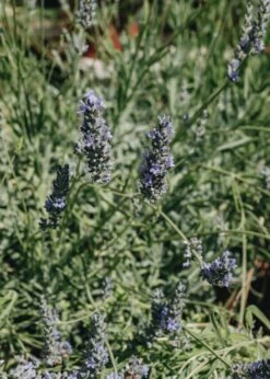 Lavandula Intermedia Vera, 7L