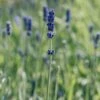 Lavandula Angustifolia Havana, 2/3L 