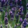 Lavandula Angustifolia Hidcote, 2/3L