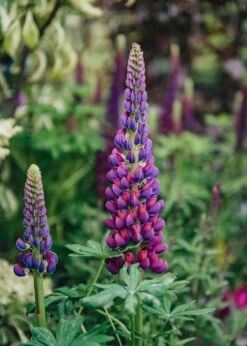 Lupin Masterpiece, 2/3L