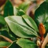 Magnolia Grandiflora Little Gem, 3L