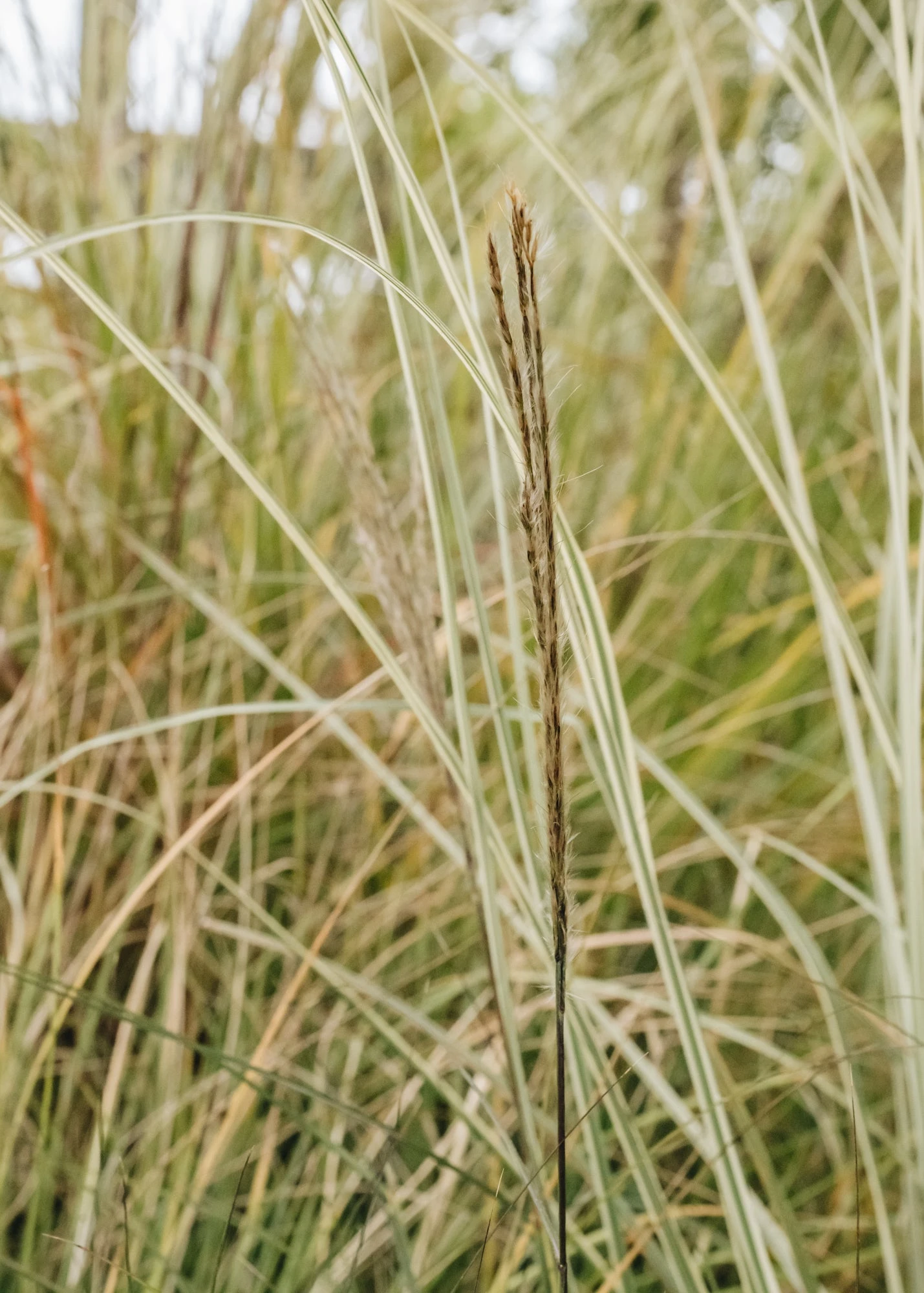 Miscanthus Adagio, 5L 1 Miscanthus Adagio, 5L