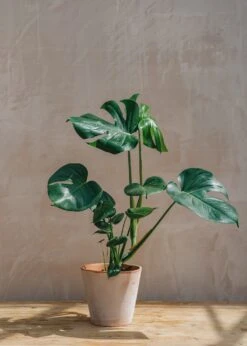Monstera Deliciosa 19/21cm