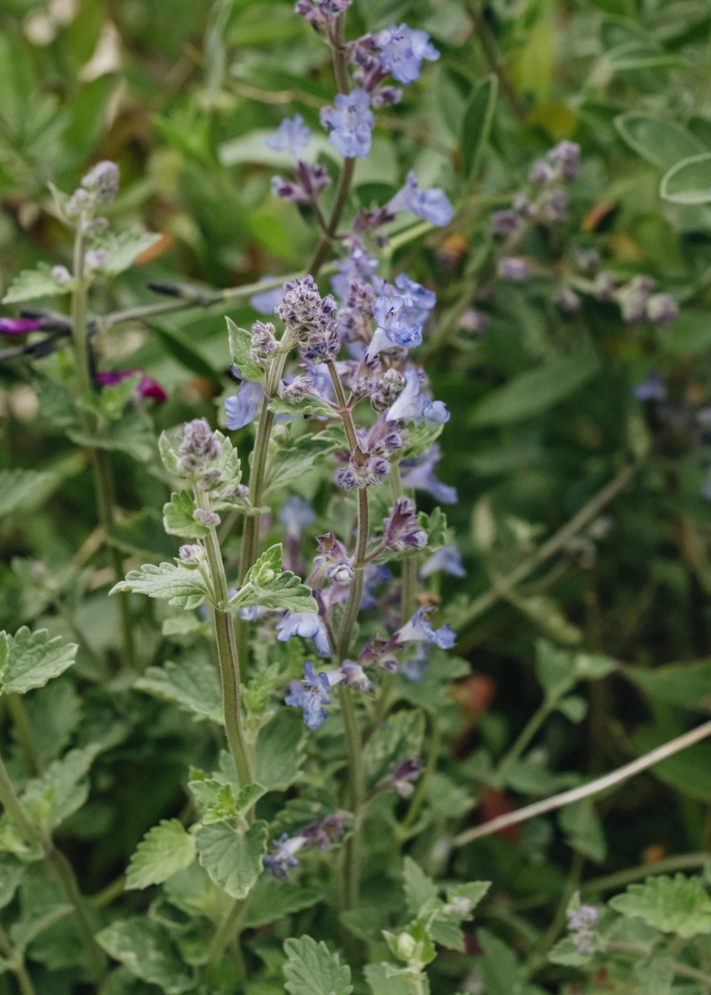 Nepeta X Faassenii Kit Cat, 2/3L 1 Nepeta X Faassenii Kit Cat, 2/3L