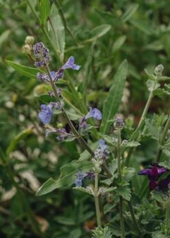 Burford Garden Sale 7 Burford Garden Sale -Burford Garden Sale Nepeta Kit Kat DSC 1590