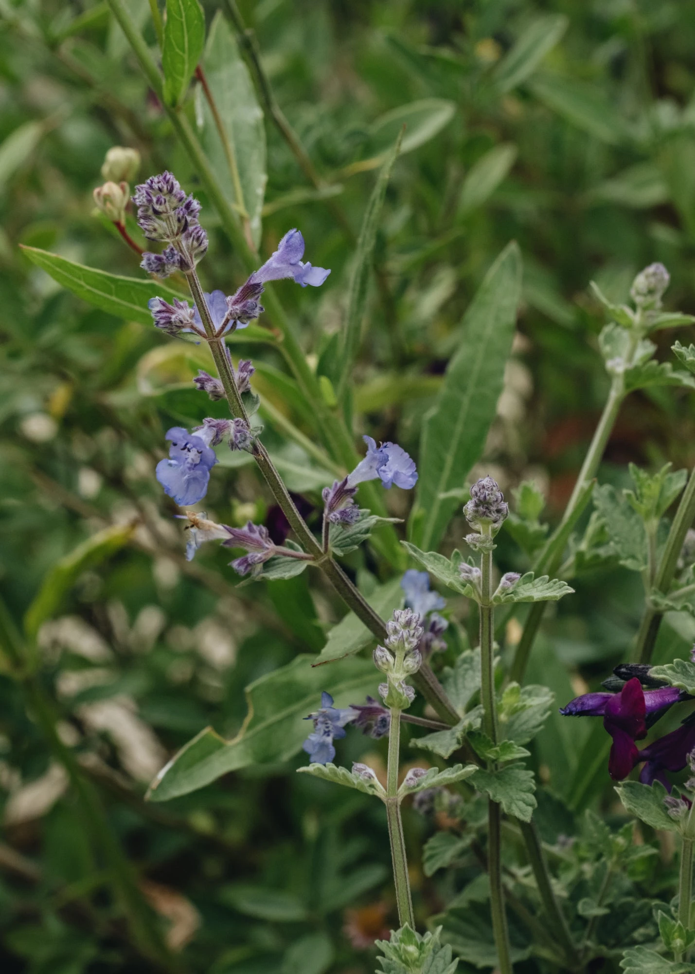 Nepeta X Faassenii Kit Cat, 2/3L 2 Nepeta X Faassenii Kit Cat, 2/3L - Image 2