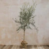 Standard 'Olive Tree' Olea Leccino, 10L