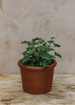 Pelargonium Ardwick Cinnamon In Terracotta Pot