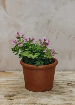 Pelargonium Little Gem In Terracotta Pot