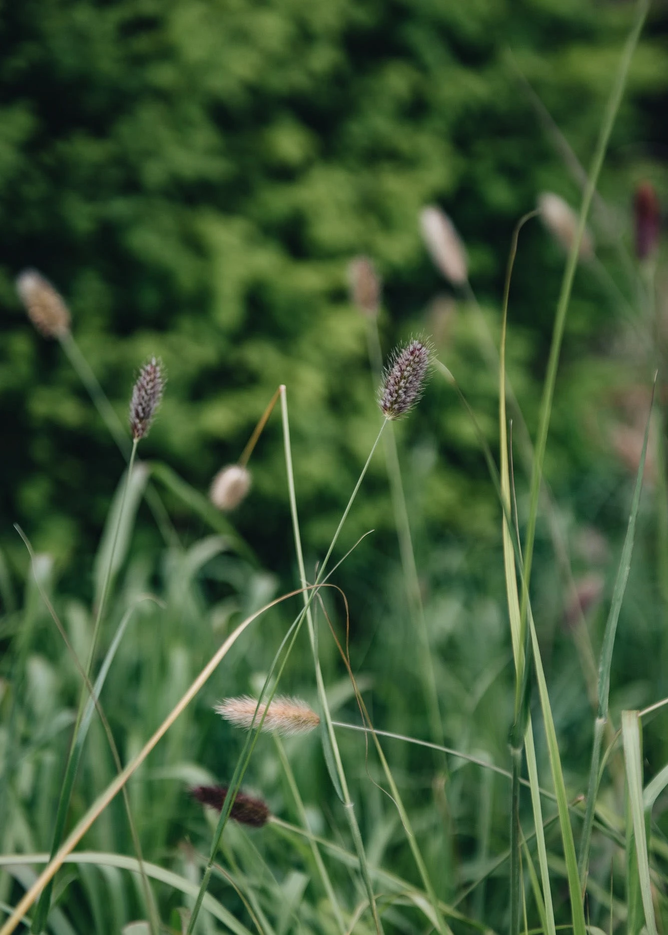 Pennisetum Thunbergii Red Buttons, 2/3L 1 Pennisetum Thunbergii Red Buttons, 2/3L