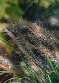 Pennisetum Alopecuroides Hameln, 2/3L