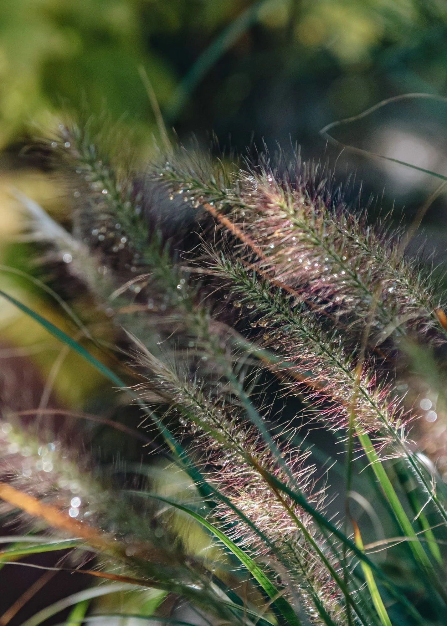 Pennisetum Alopecuroides Hameln, 2/3L 1 Pennisetum Alopecuroides Hameln, 2/3L