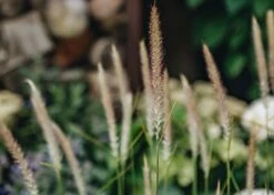 Pennisetum Fairy Tails AGM, 2/3L