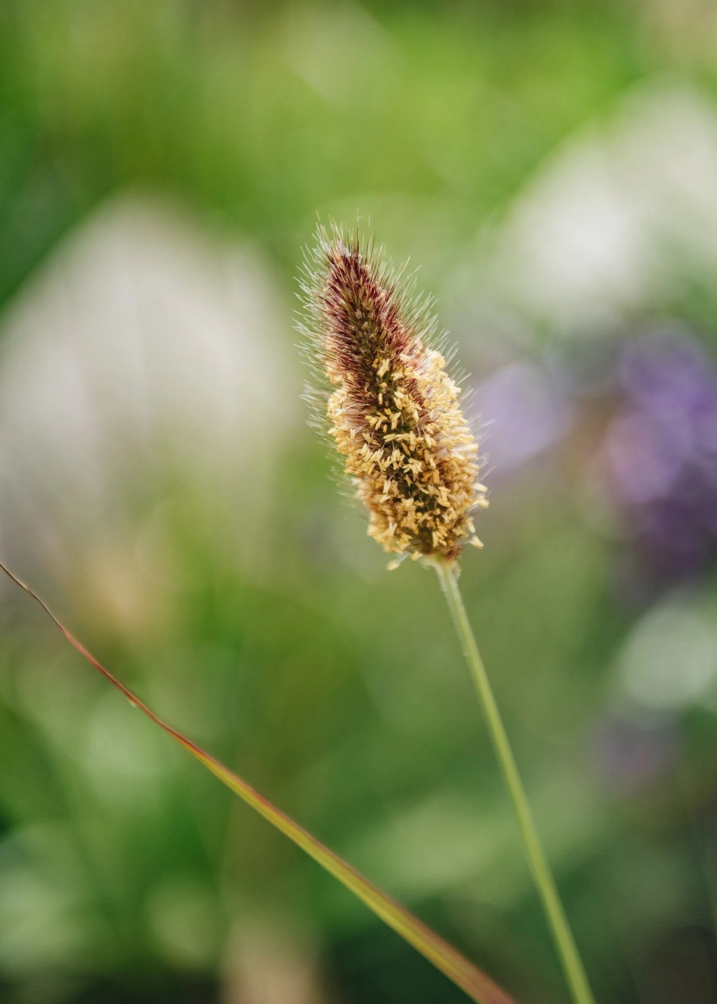 Pennisetum Thunbergii Red Buttons, 2/3L 2 Pennisetum Thunbergii Red Buttons, 2/3L - Image 2