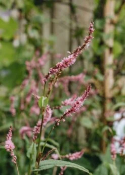 Persicaria Pink Elephant 2/3L