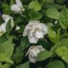Philadelphus Manteau D'Hermine, 2/3L