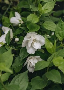 Philadelphus Manteau D'Hermine, 2/3L