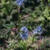 Polemonium Kaleidoscope, 2/3L