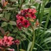 Primula Japonica Miller's Crimson, 2/3L