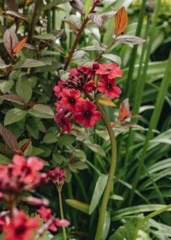 Primula Japonica Miller's Crimson, 2/3L