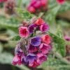 Pulmonaria Raspberry Splash, 2/3L