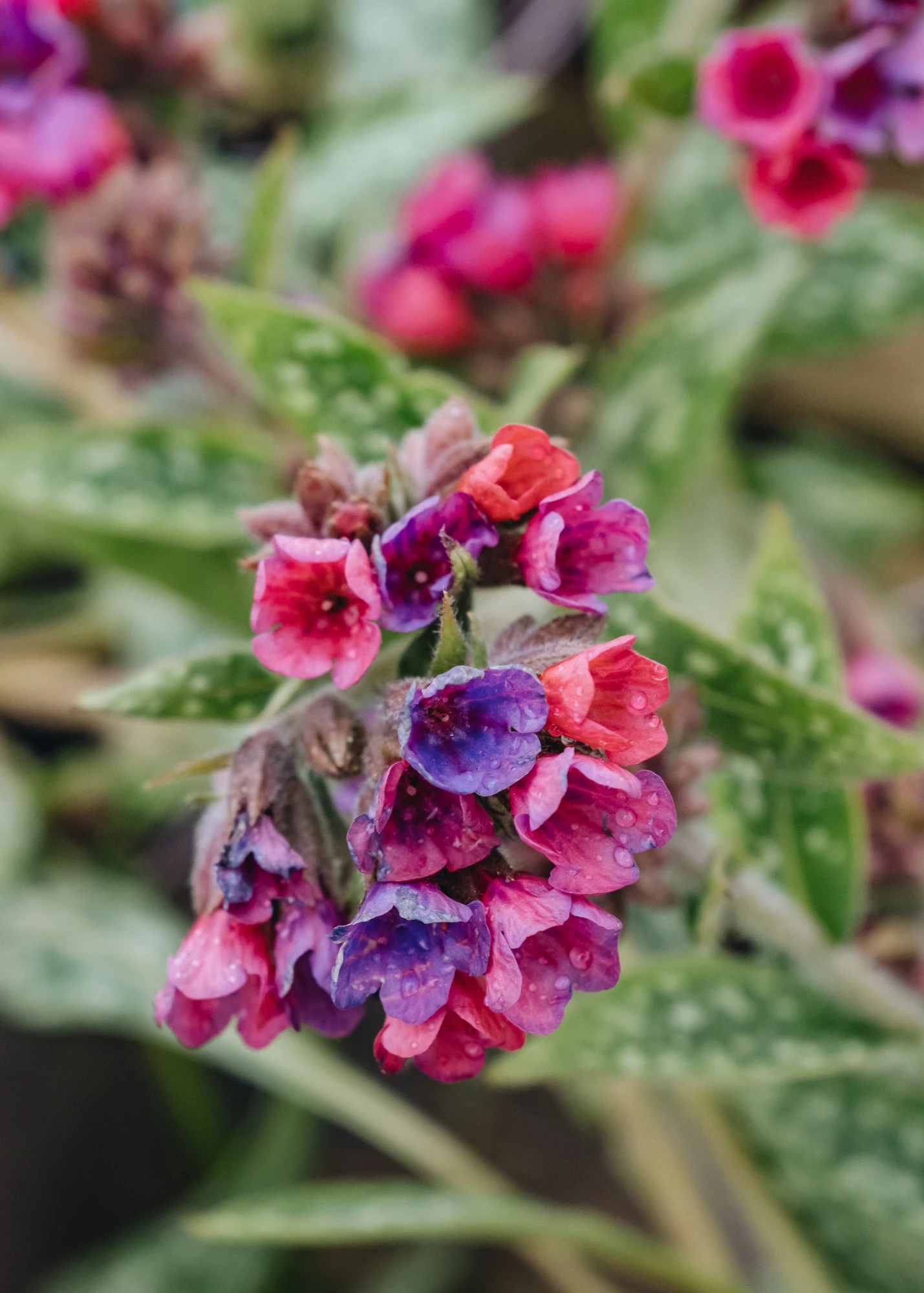 Pulmonaria Raspberry Splash, 2/3L 1 Pulmonaria Raspberry Splash, 2/3L