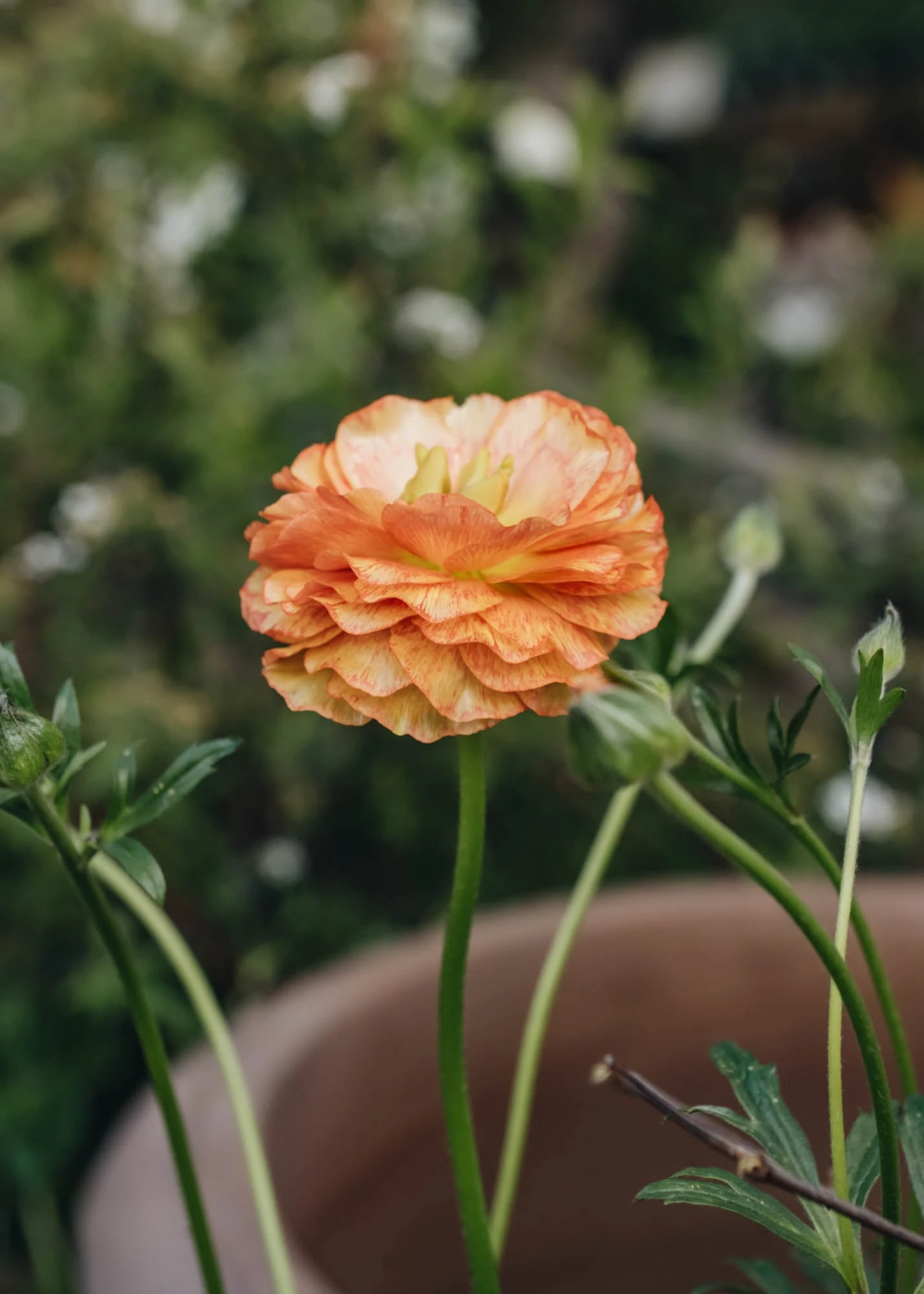 Ranunculus Rococo Peach, 2/3L 3 Ranunculus Rococo Peach, 2/3L - Image 3