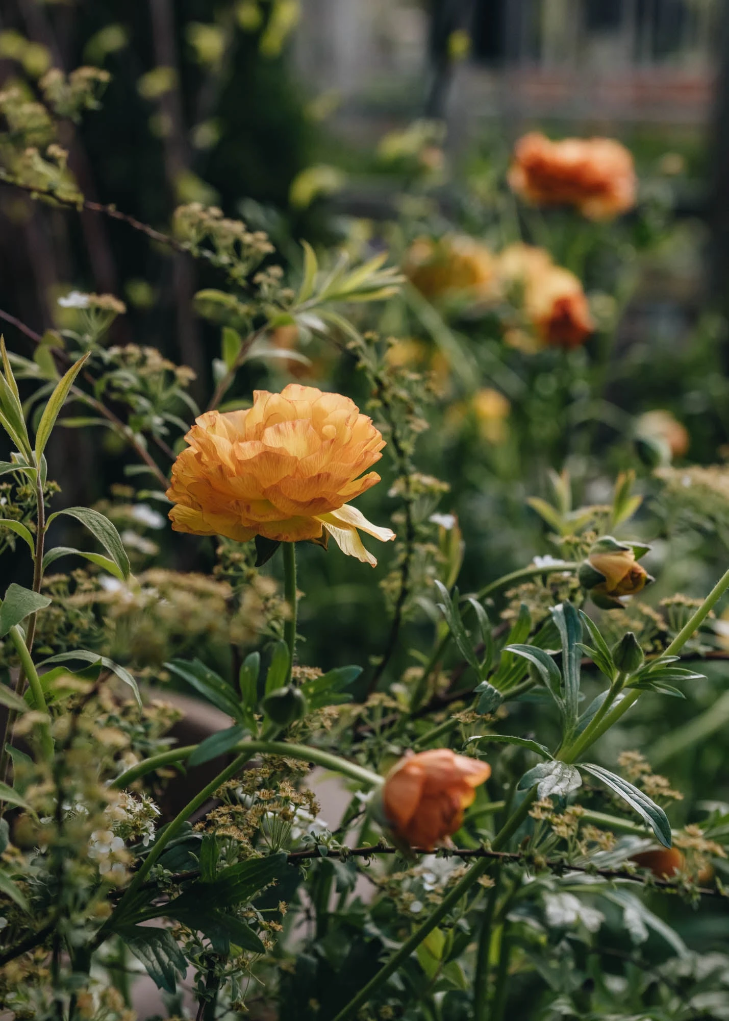 Ranunculus Rococo Peach, 2/3L 2 Ranunculus Rococo Peach, 2/3L - Image 2