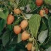 Rubus Idaeus Autumn Amber (Raspberry), 3L