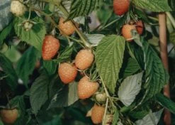 Rubus Idaeus Autumn Amber (Raspberry), 3L