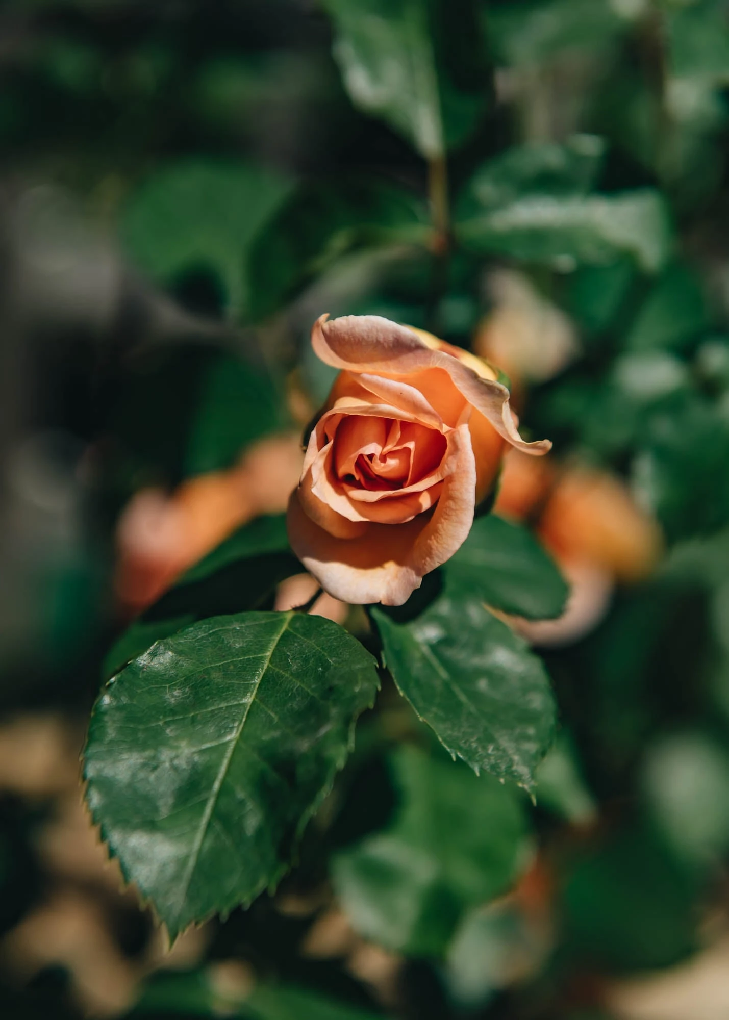 Rosa Dame Judi Dench® 2 Rosa Dame Judi Dench® - Image 2