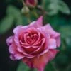 Rosa Princess Alexandra Of Kent®