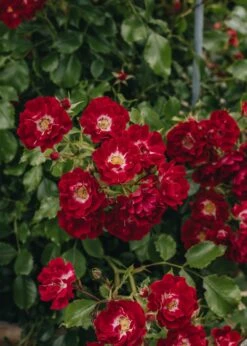 Rosa Rambling Rosie AGM