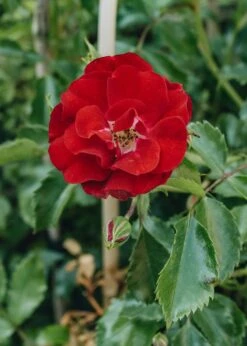 Rosa Rambling Rosie AGM -Burford Garden Sale Rosa Rambling Rosie DSC 3682