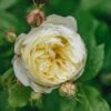Rosa Vanessa Bell®
