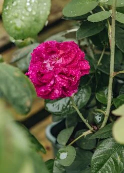 Rosa De Rêscht 5 Rosa De Rêscht -Burford Garden Sale Rose de Recht DSC 5386