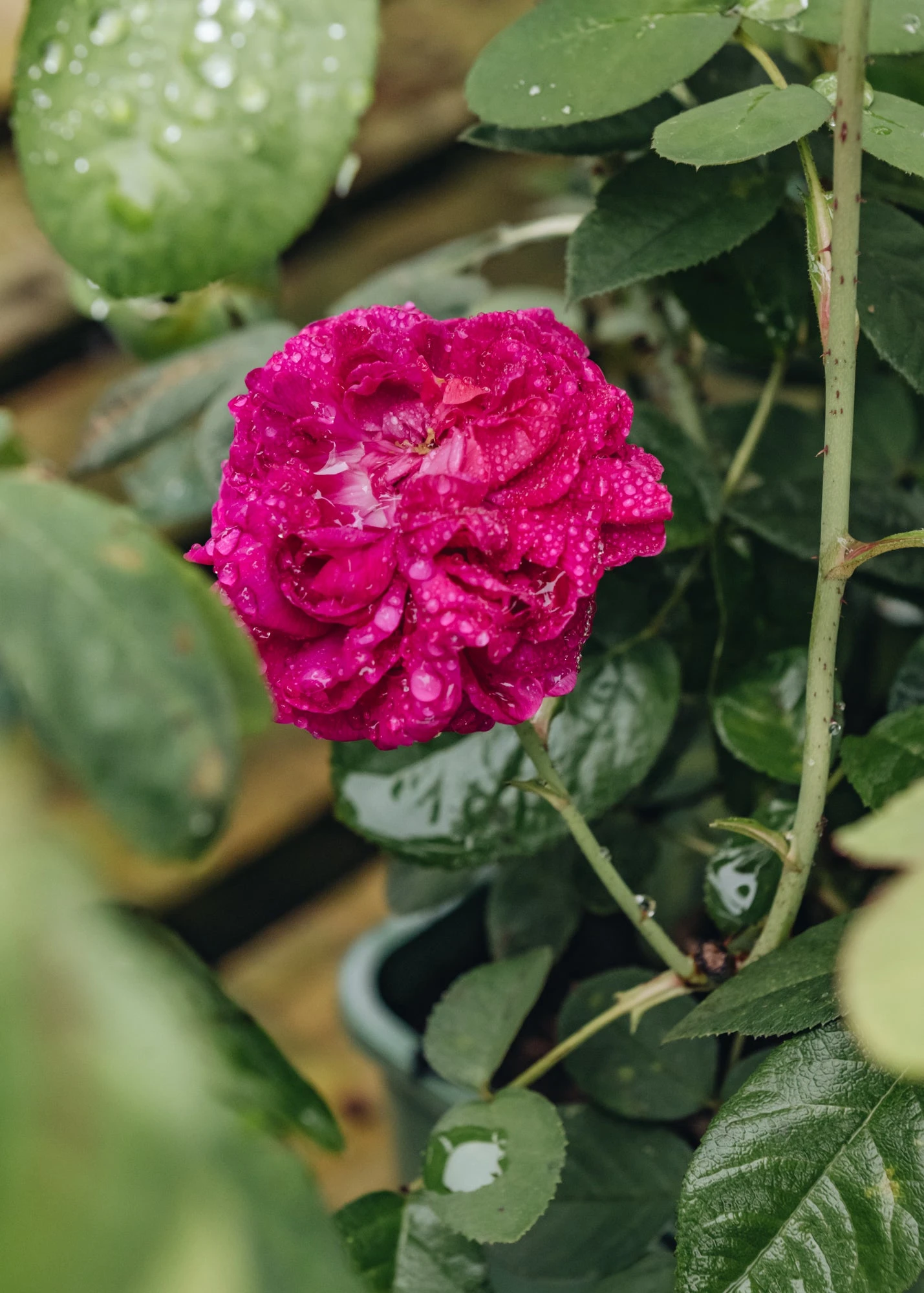 Rosa De Rêscht 3 Rosa De Rêscht - Image 3