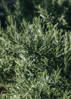 Rosmarinus Prostratus, 1L