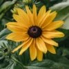 Rudbeckia Hirta Party Smileyz, 2/3L