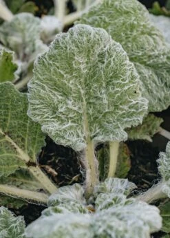 Salvia Argentea Artemis, 2/3L