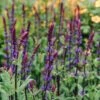 Salvia Nemorosa Caradonna AGM, 2/3L