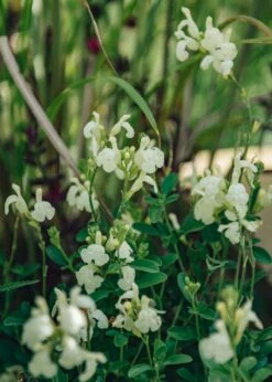 Salvia Clotted Cream, 2/3L