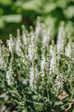 Salvia Lyrical White, 2/3L