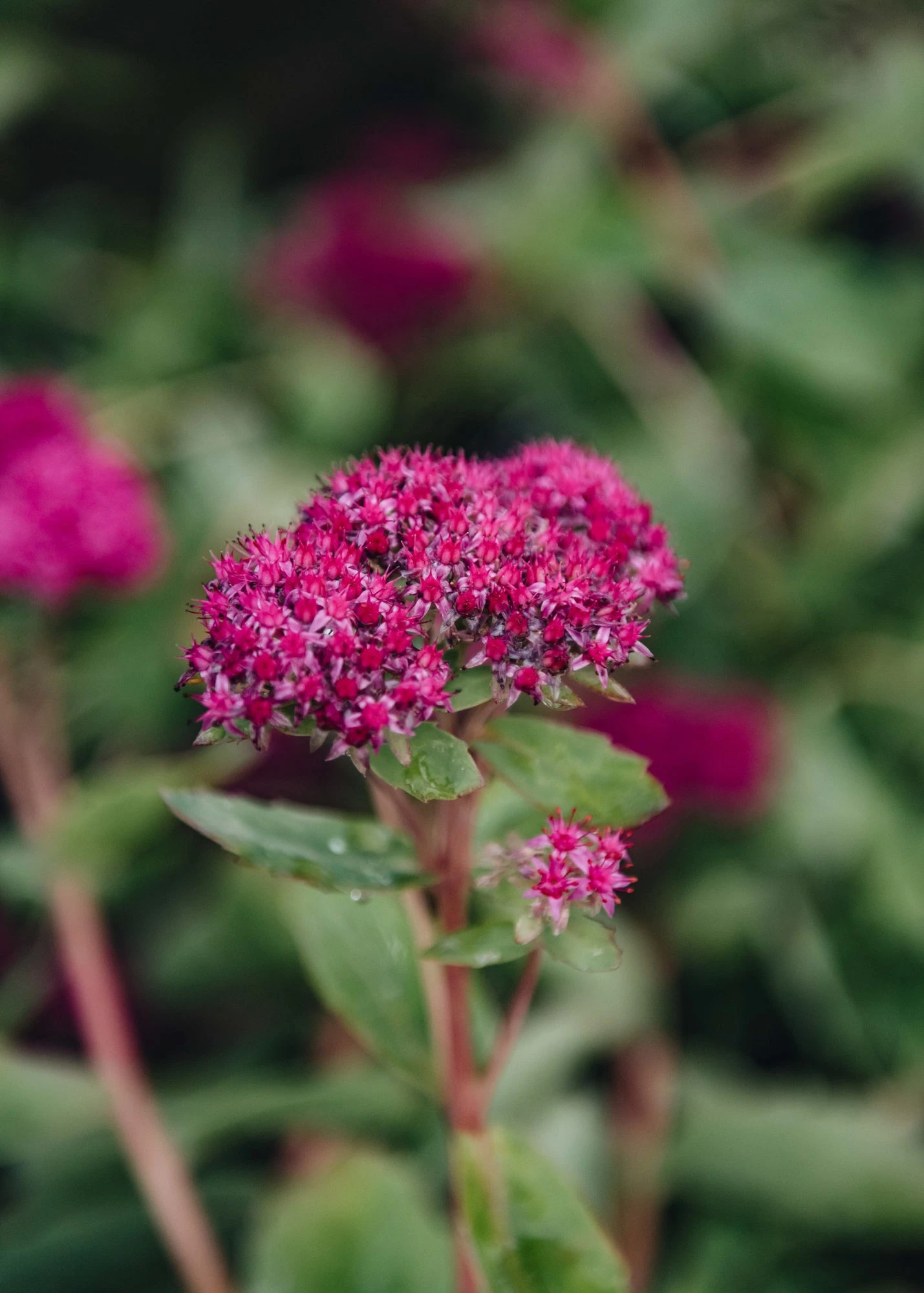 Sedum Carl, 2/3L 1 Sedum Carl, 2/3L