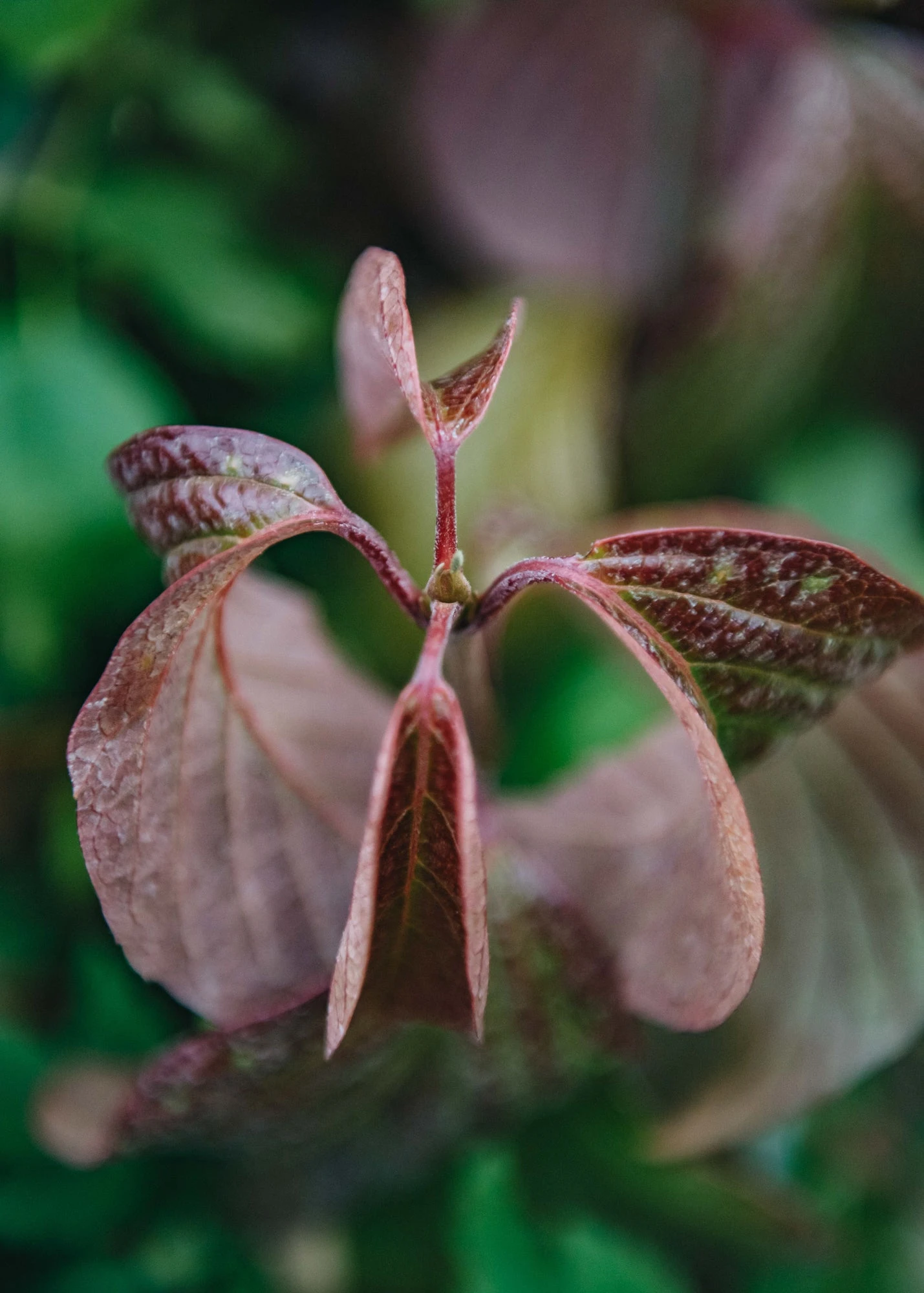 Sedum Carl, 2/3L 2 Sedum Carl, 2/3L - Image 2