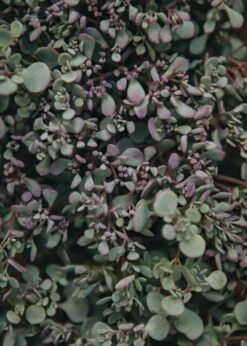 Sedum Rose Carpet, 2/3L